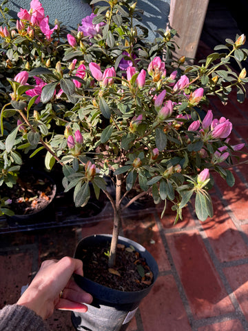 Azalea doble topiada