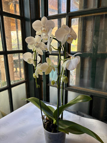 Orquídea Phalaenopsis