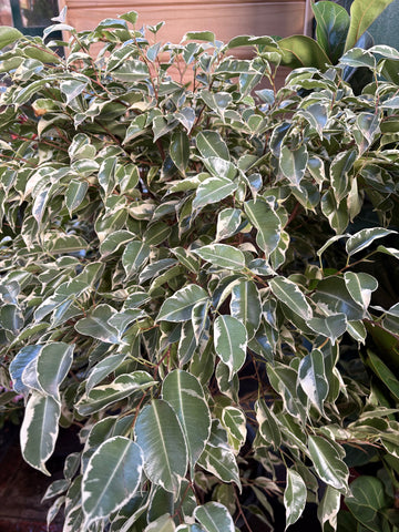 Ficus benjamina variegado