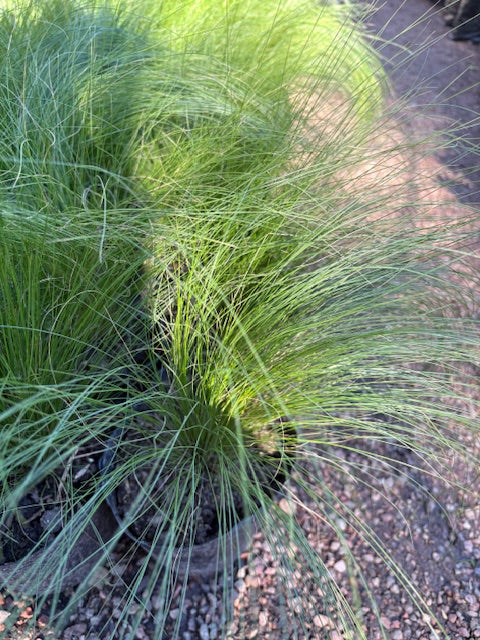 Stipa