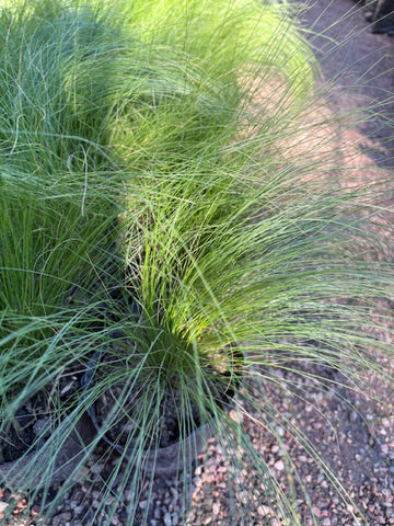 Stipa