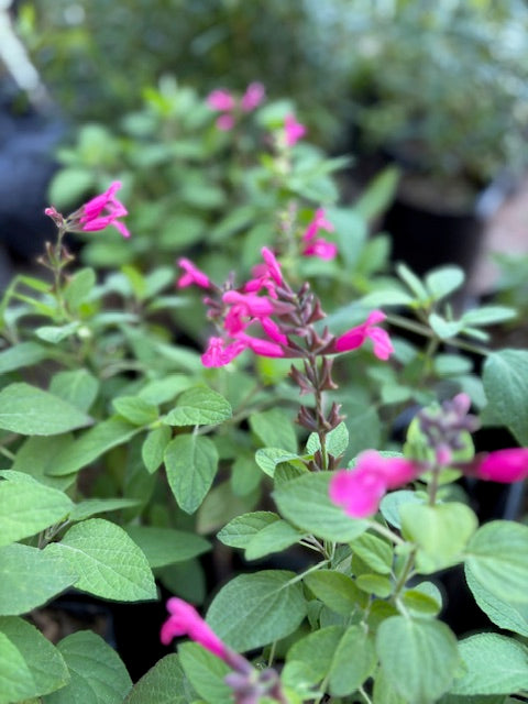 Salvia Hadspen
