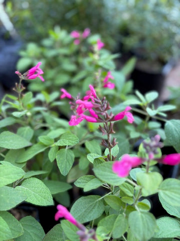 Salvia Hadspen