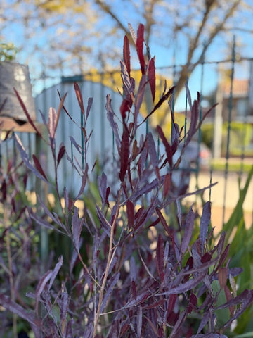 Dodonea morada