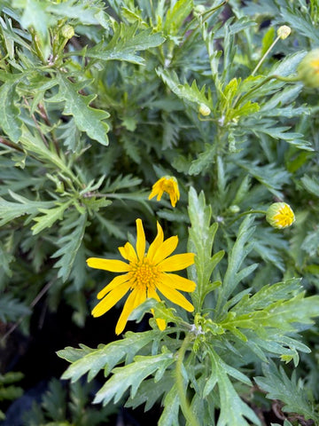 Margarita amarilla verde