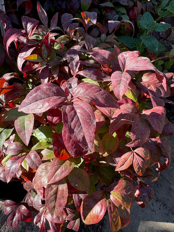 Nandina doméstica Fire Power