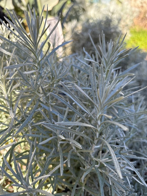 Curry (Helichrysum italicum)