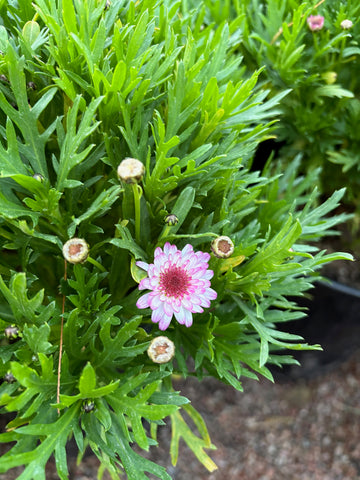 Margarita crasa rosada