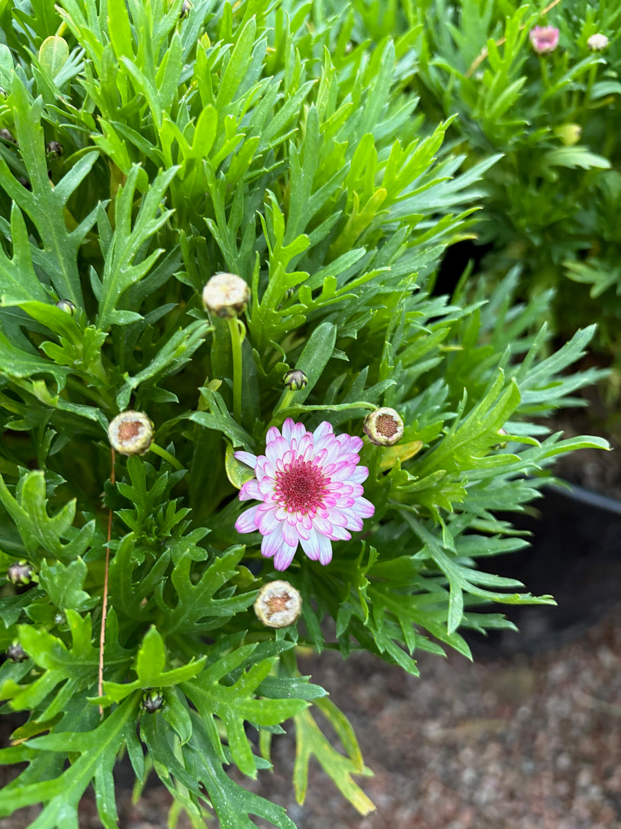 Margarita crasa rosada