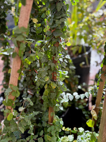 Ficus repens (enamorada del muro)