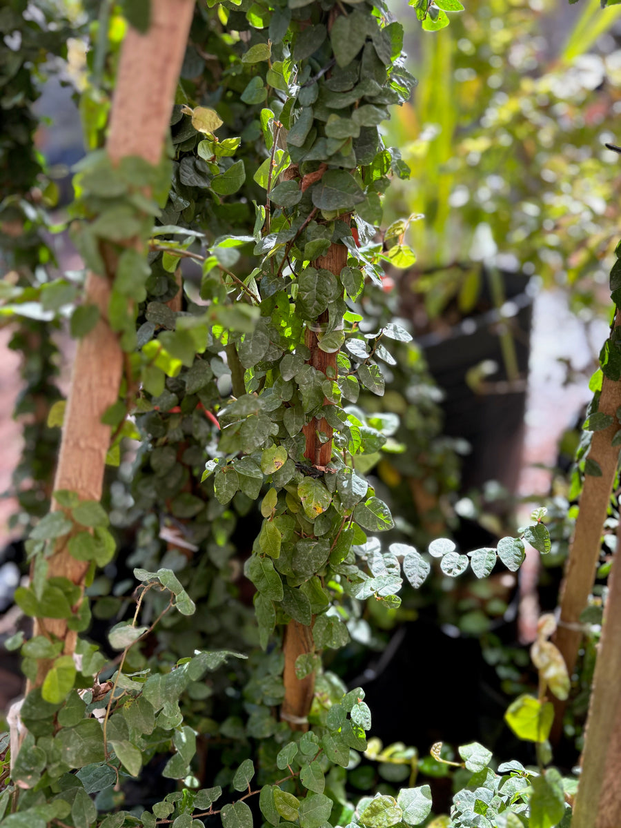 Ficus repens (enamorada del muro)