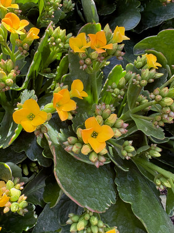 Kalanchoe amarillo