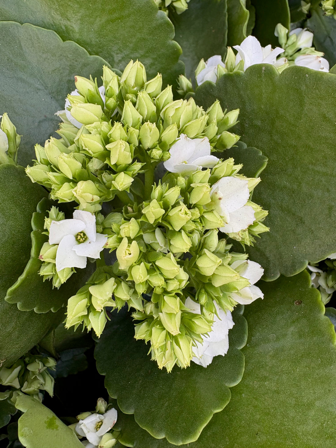 Kalanchoe blanco