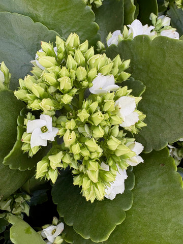 Kalanchoe blanco