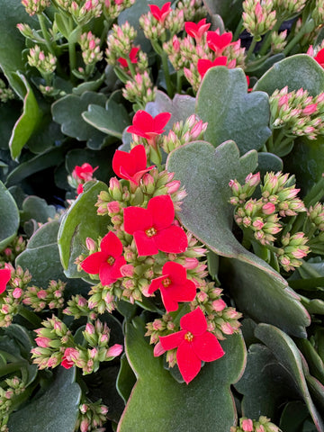 Kalanchoe rojo