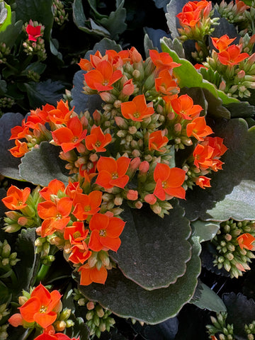Kalanchoe naranja