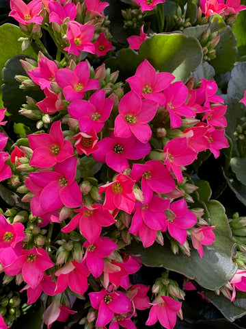 Kalanchoe fucsia