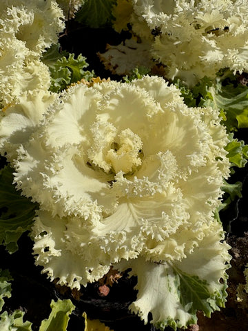 Repollo de jardín blanco