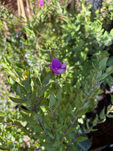 Polygala myrtifolia