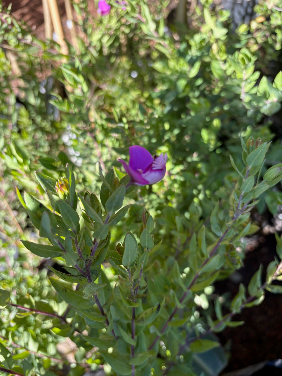 Polygala myrtifolia