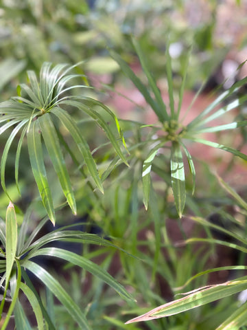 Falso papiro (Cyperus alternifolius)