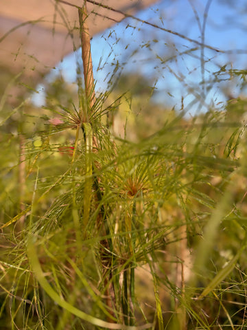 Papiro (Cyperus papyrus)