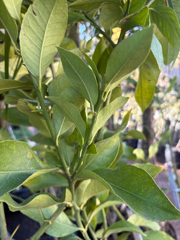 Limonero grande