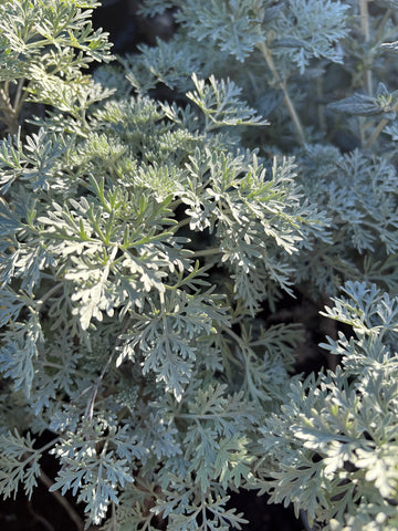 Ajenjo (Artemisia absinthium)