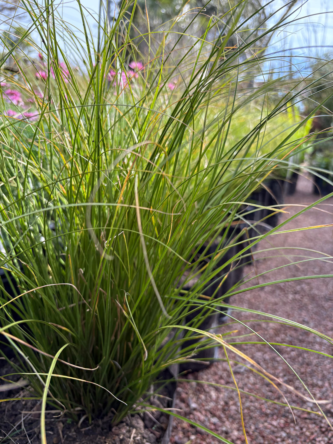Carex verde