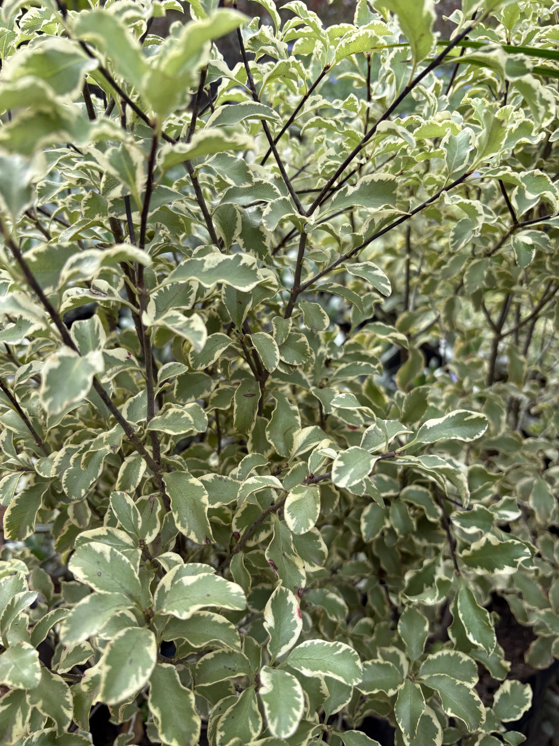 Pittosporum Silver Queen