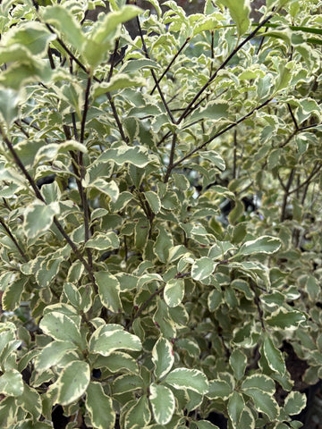 Pittosporum Silver Queen