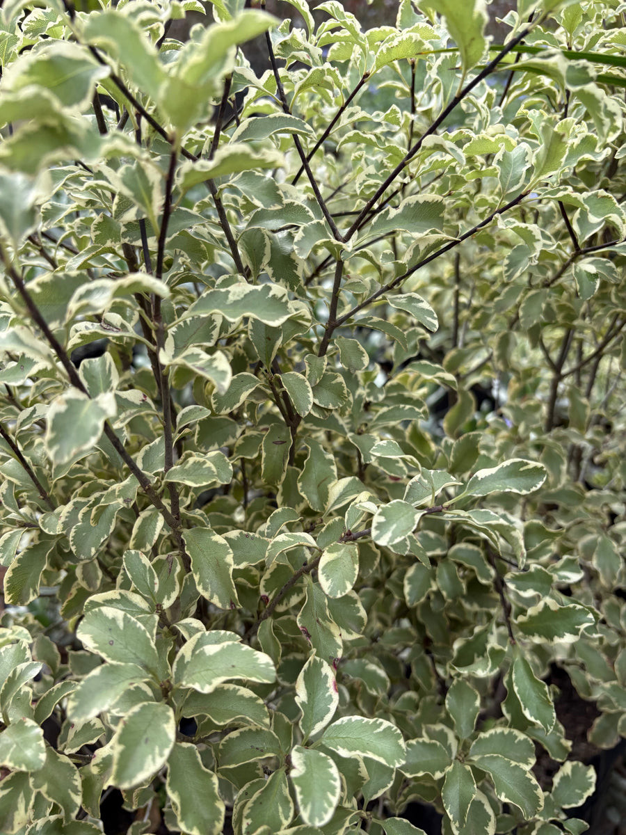 Pittosporum Silver Queen