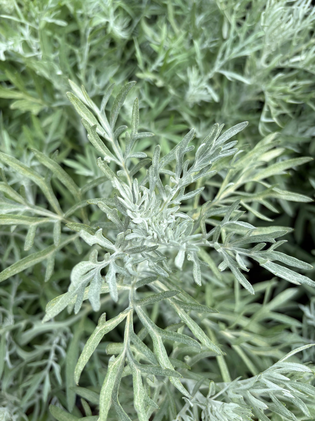 Senecio vira vira