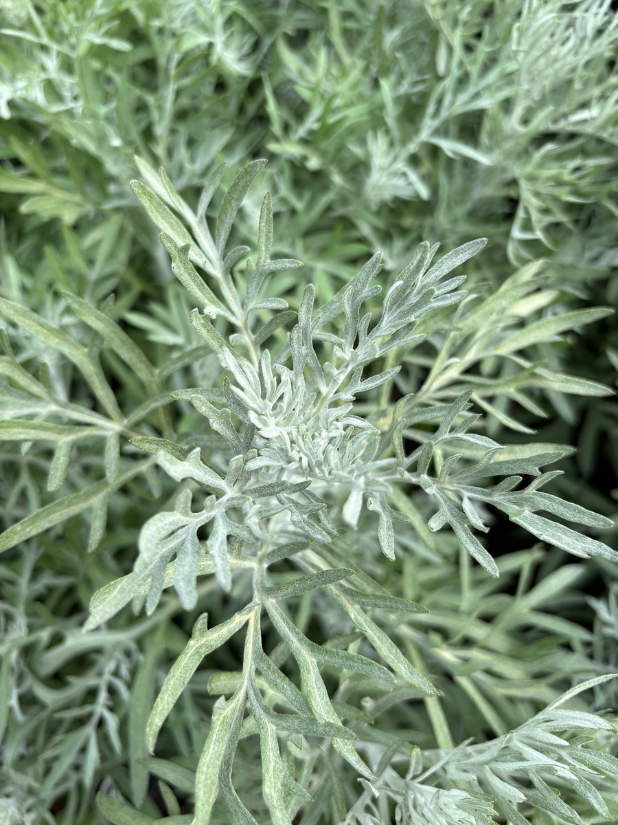 Senecio vira vira