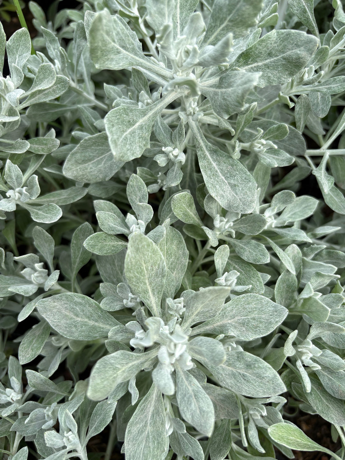 Senecio Ostenii