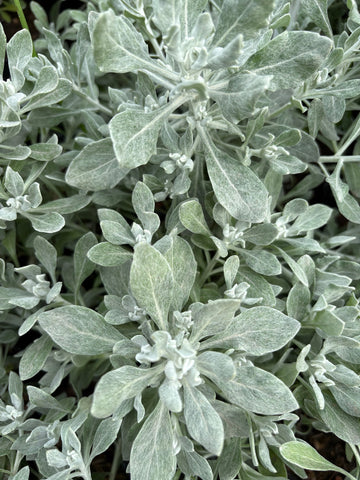 Senecio Ostenii