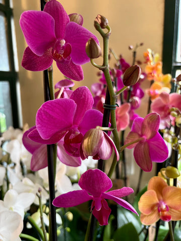 Orquídea Phalaenopsis púrpura