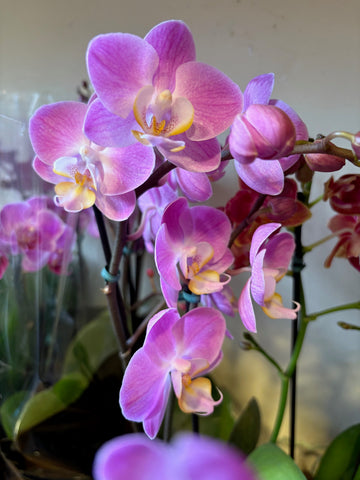 Orquídea Phalaenopsis mini