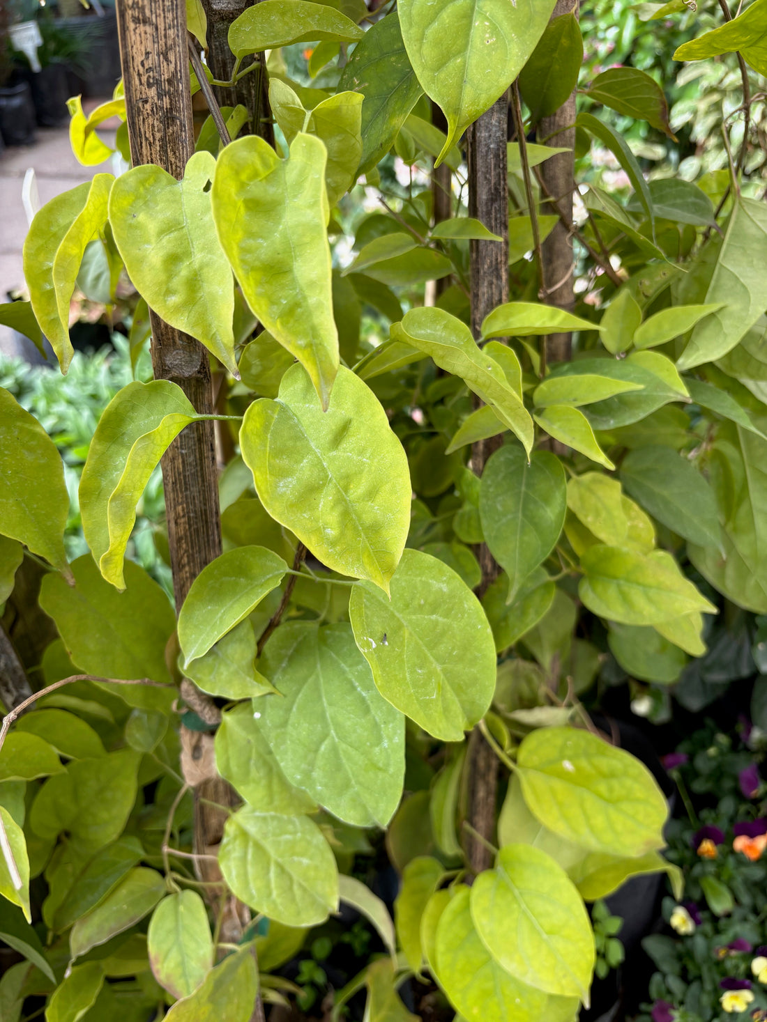 Duquesa de Orleans