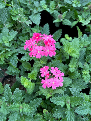 Verbena híbrida rastrera