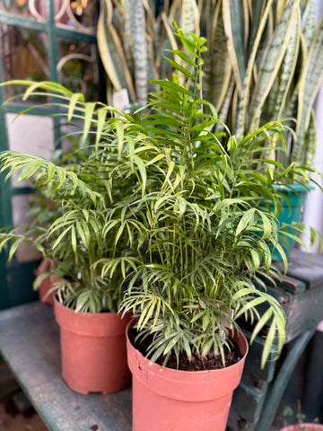 Chamaedorea palm grande