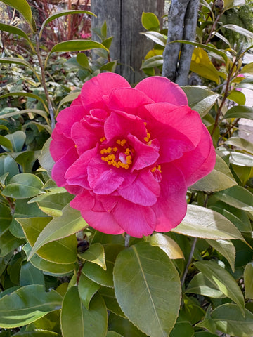 Camelia Japónica rosado suave