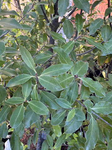 Pittosporum nigricans