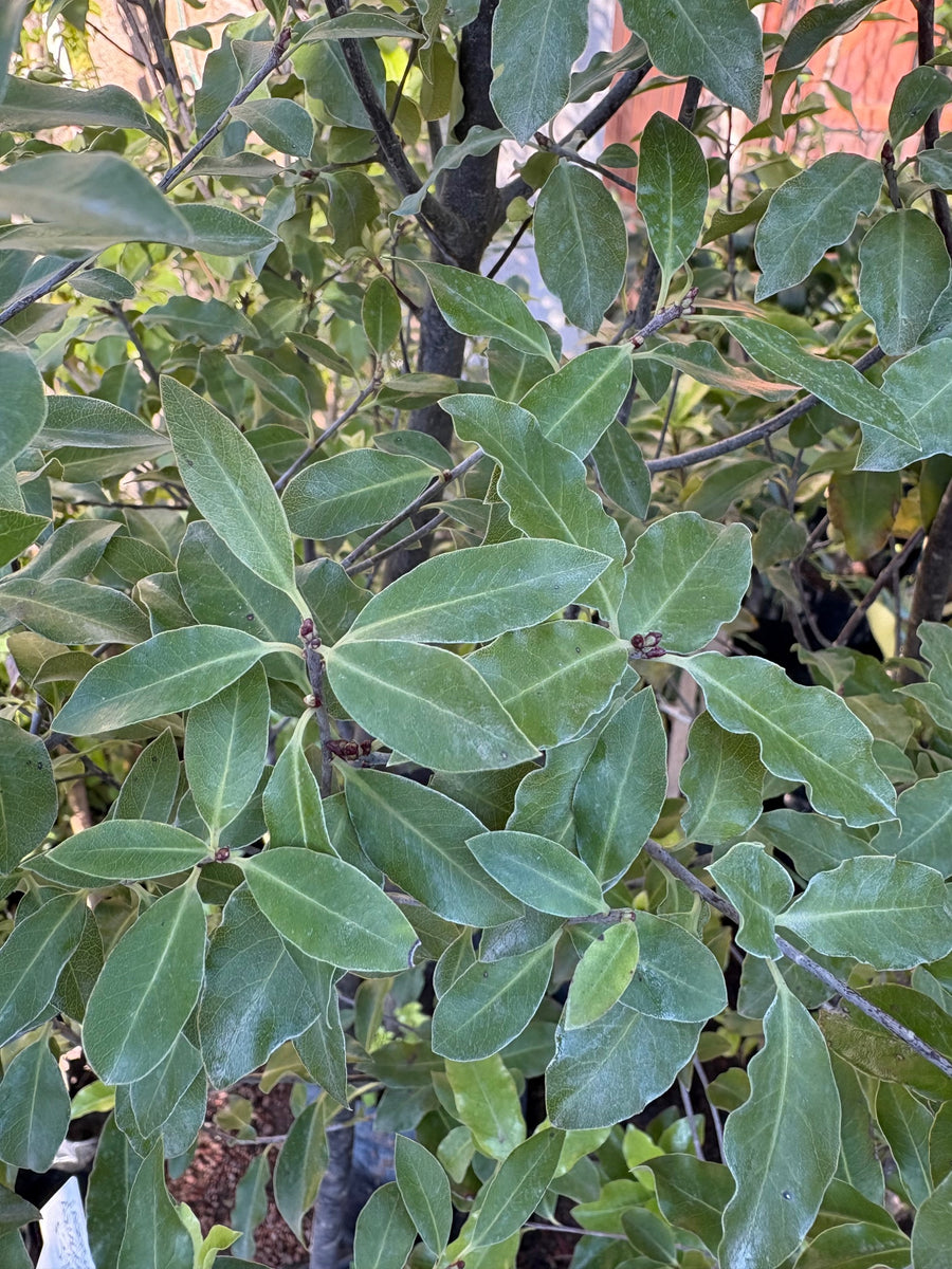Pittosporum nigricans