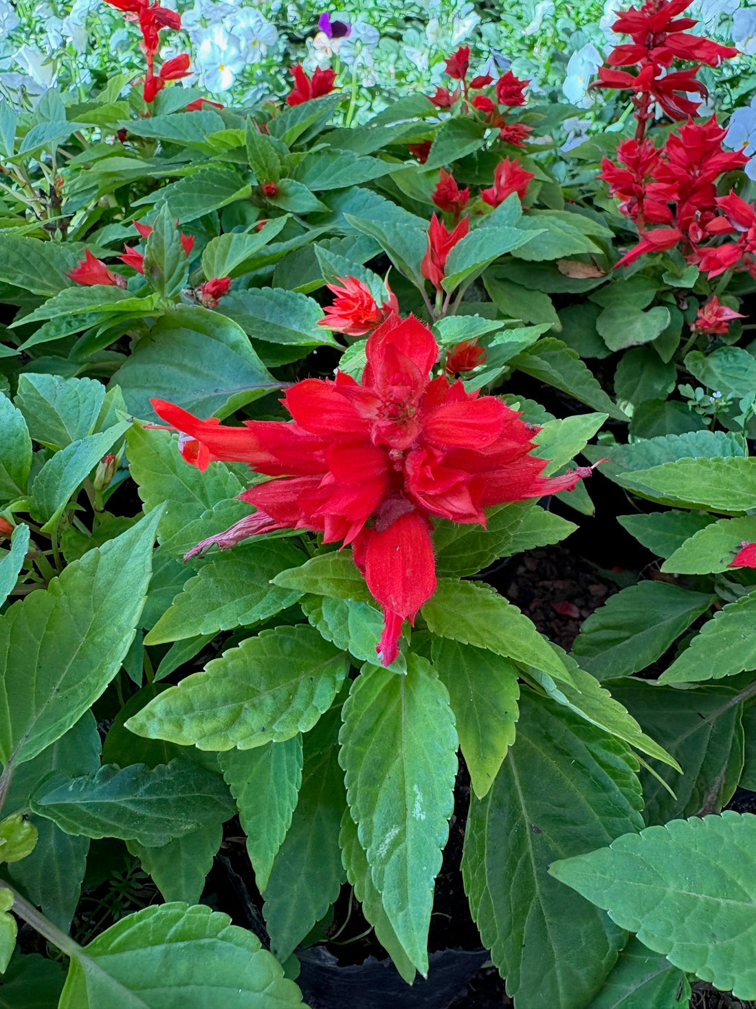 Coralito