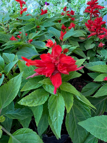 Coralito