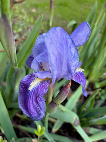 Lirio germánico azul