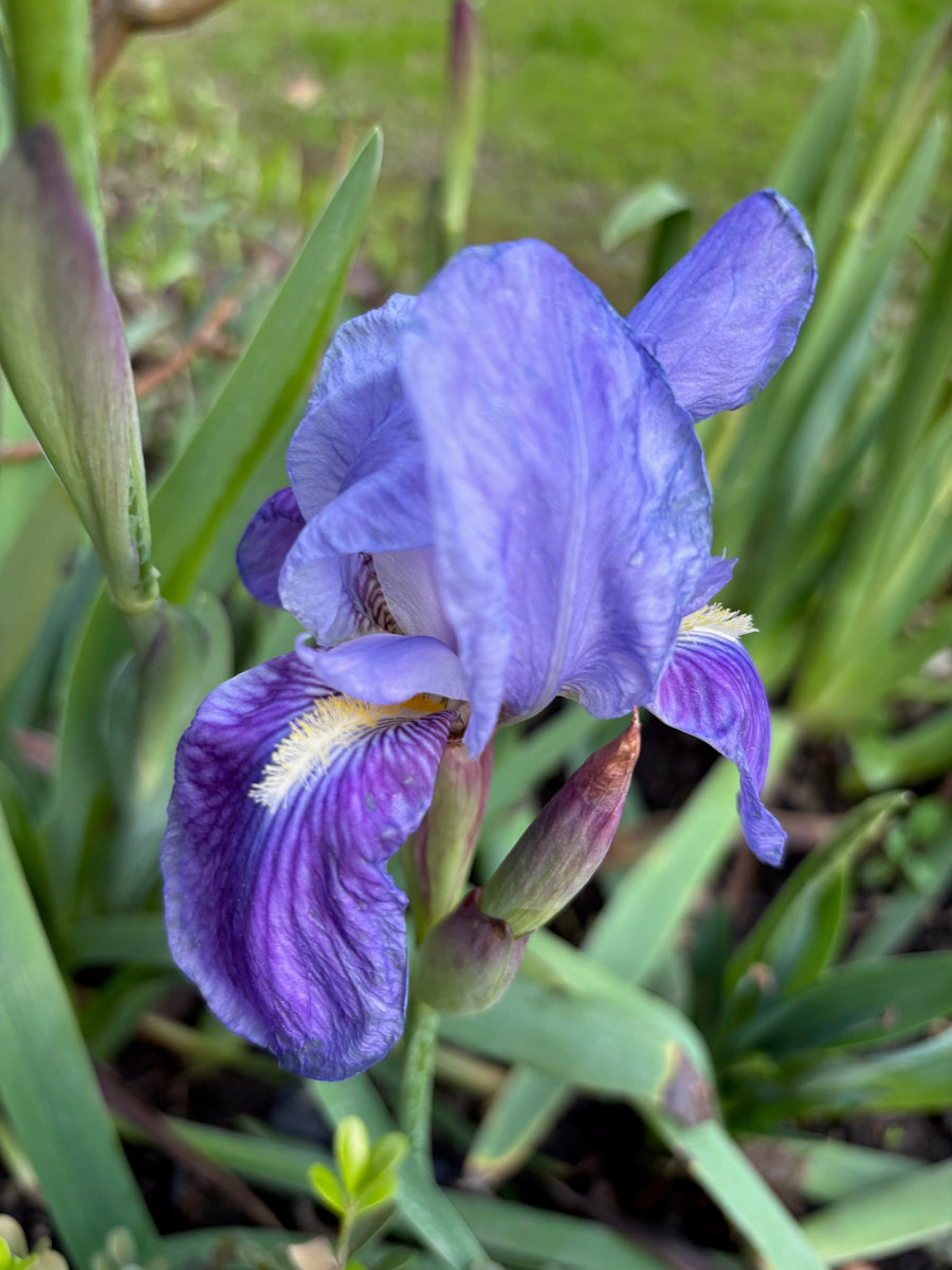 Lirio germánico azul