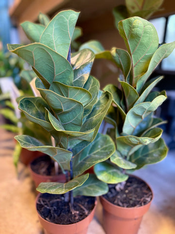 Ficus lyrata chico