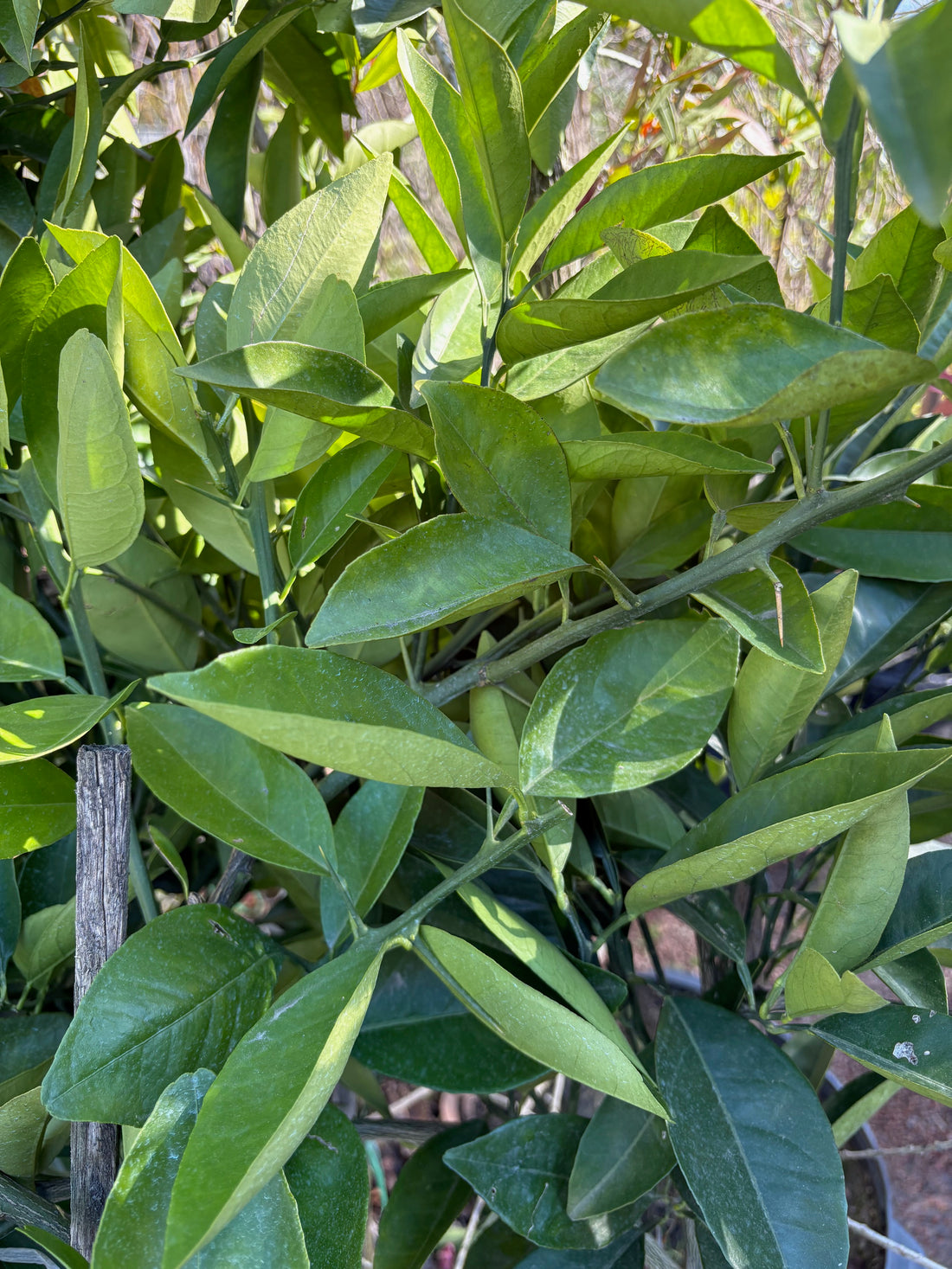 Naranjo (ombligo)